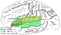 Mapping the Brain